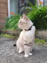 さなえの画像