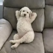 あの画像