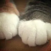 みみ