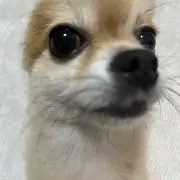 ぷりちびの画像