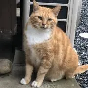 ちゃプロフ必読の画像