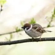 すずめの画像