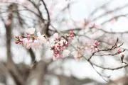 MAの画像