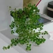 STARの画像
