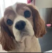 よしともの画像