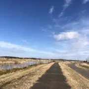 セリザエ