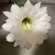 ひまわりの画像
