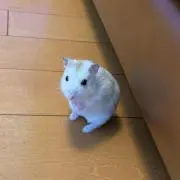 タイトの画像
