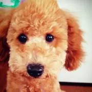 SNOOPY