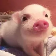 ちぇけの画像