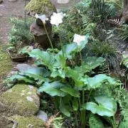 コタ　（プロフ確認下さい！）の画像