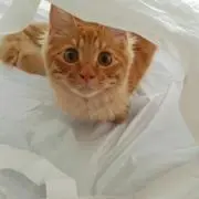 めろん♪の画像