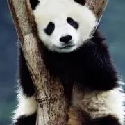 岩本 公子