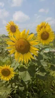 夏みかんの画像