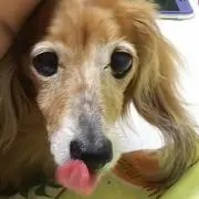 はなここの画像