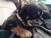 ヴぃっとまんの画像