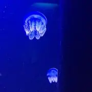 むすたの画像