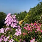 みなみの画像