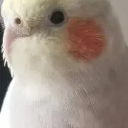 kinasakuの画像