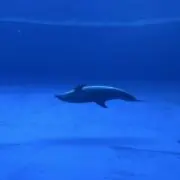 クリントンの画像