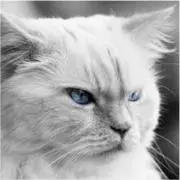 nekoの画像
