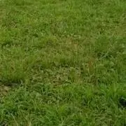 なつ