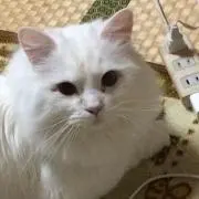 ぶんた