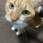 glaの画像