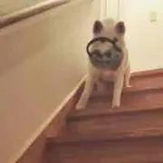 しろもちの画像