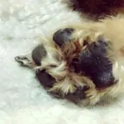 かほち。の画像