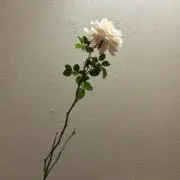 Reeの画像