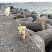 ハム太郎
