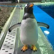 yの画像