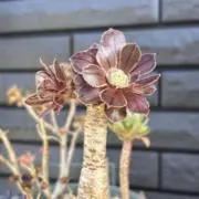 チムの画像