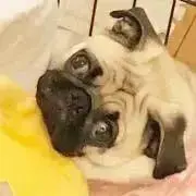 りんごの画像