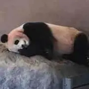 マサ