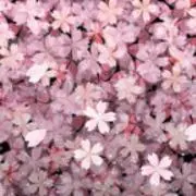 藍