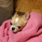 こうめころん