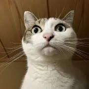 meeko