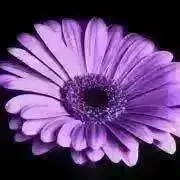 peco【値下げ交渉不可】