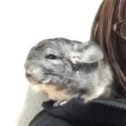 あらざし