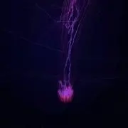海月