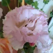 だーちゃんの画像