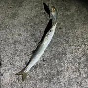 cjの画像