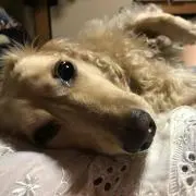 miiiの画像