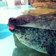 だるたま
