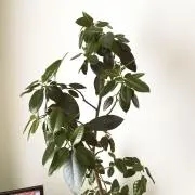 ごむの木の画像
