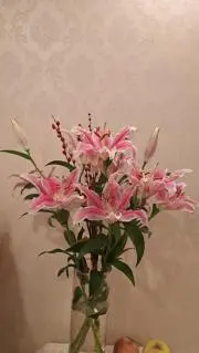W Finaの画像