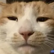まるの画像