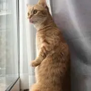 ライオン